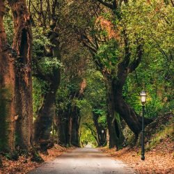 Viale alberato a Castel Gandolfo