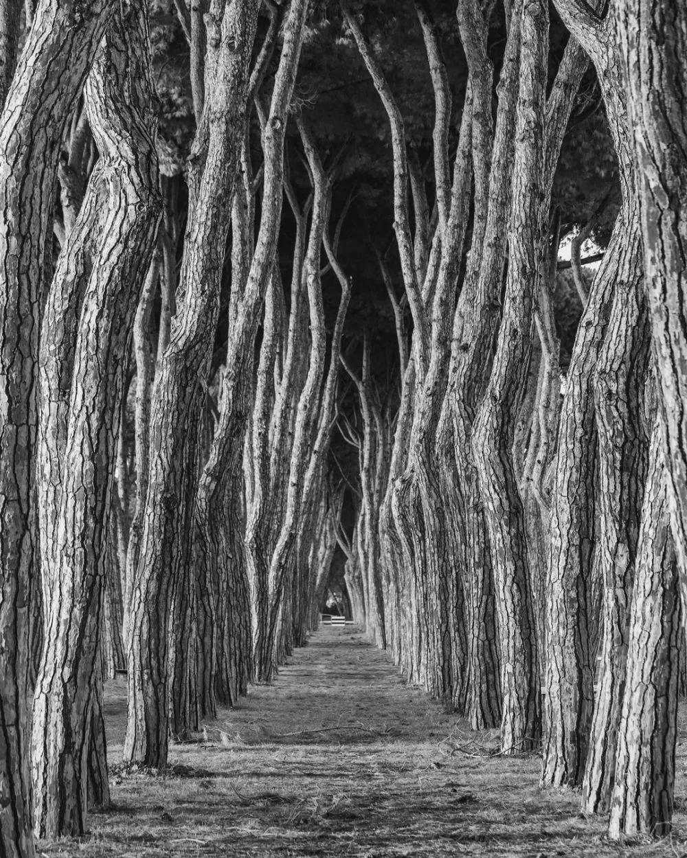 Pineta di Pineto